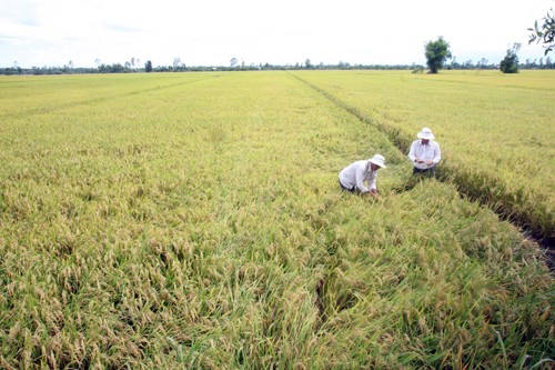 Thúc đẩy hợp tác liên kết vùng thông qua Diễn đàn Hợp tác Kinh tế đồng bằng sông Cửu Long - ảnh 1